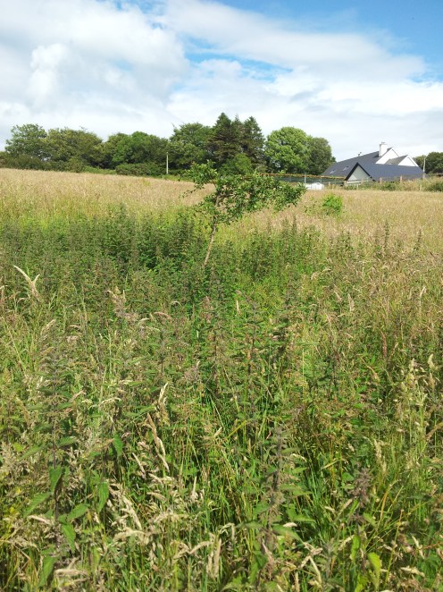St Aidan's Holy Well