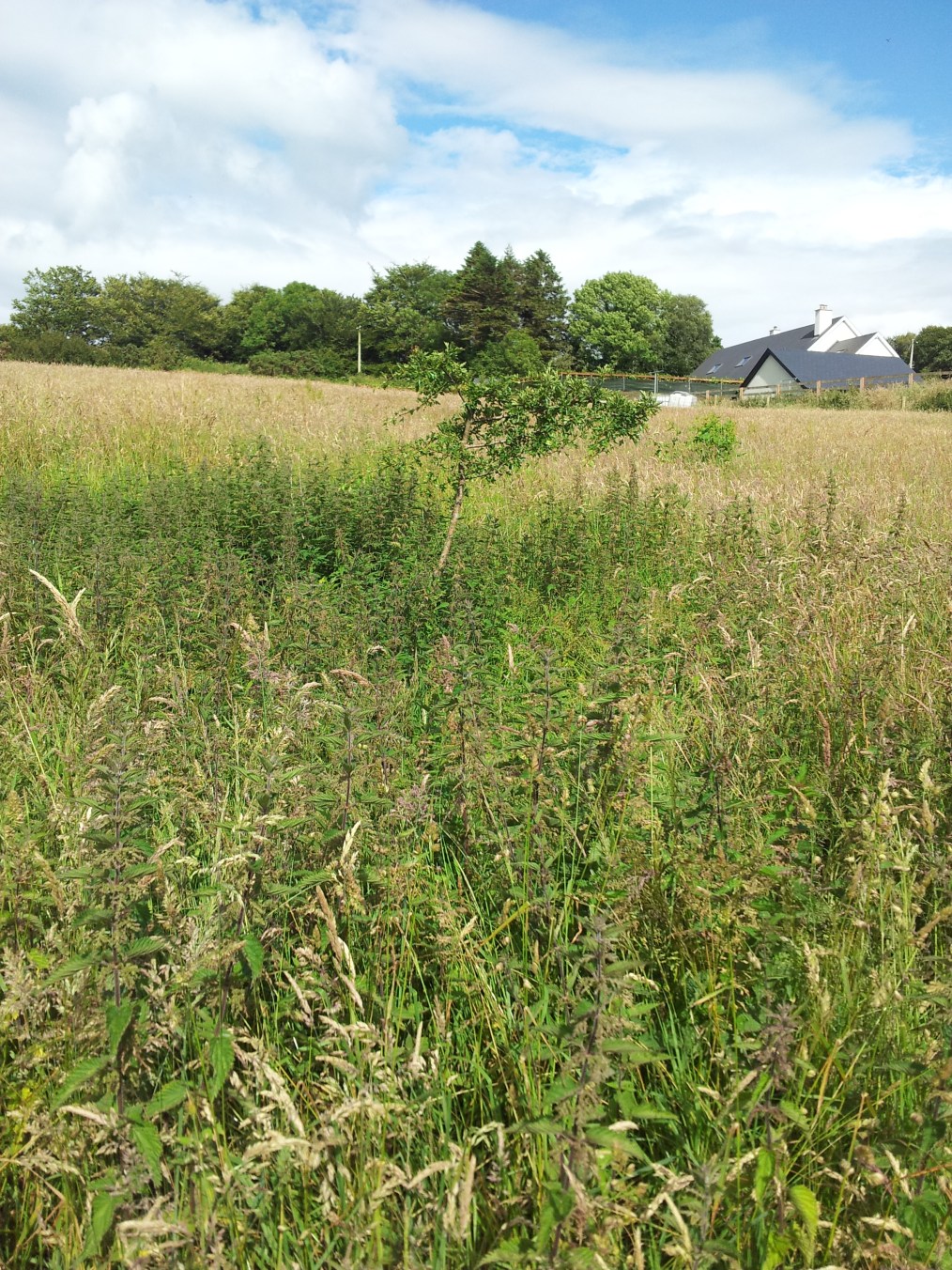 St Aidan's Holy Well