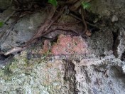Section of painted plaster in the south-east window of church