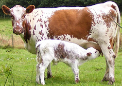 irishmoiledcowcalf